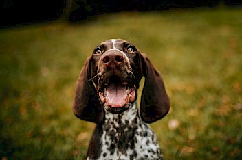 Dog Vet in Boiling Springs, SC