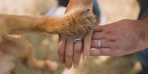 human hand with a dog paw on top